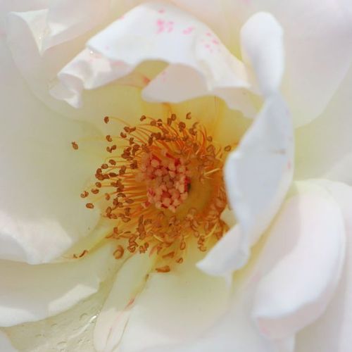 Comanda trandafiri online - Alb - trandafir pentru straturi Floribunda - fără parfum - Rosa Ambossfunken - W. Kordes’ Söhne® - ,-
